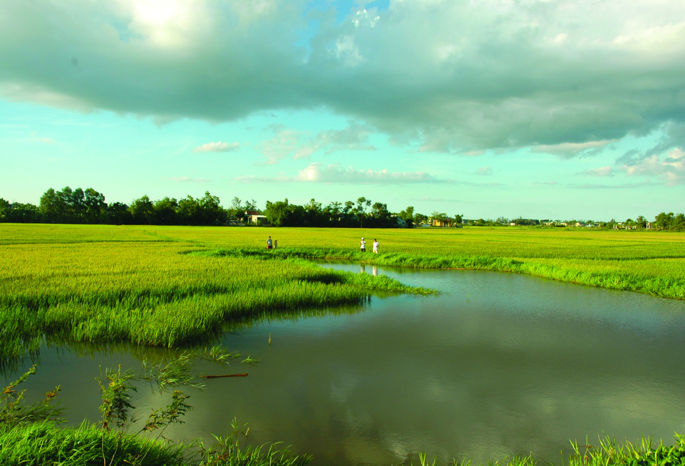 Thanh b&igrave;nh tr&ecirc;n c&aacute;nh đồng l&agrave;ng - Ảnh: H.C.D